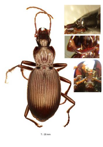 Réf. 348 972 : Laemostenus oblongus